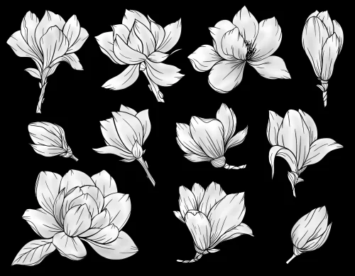 Цветок 036 (магнолия)